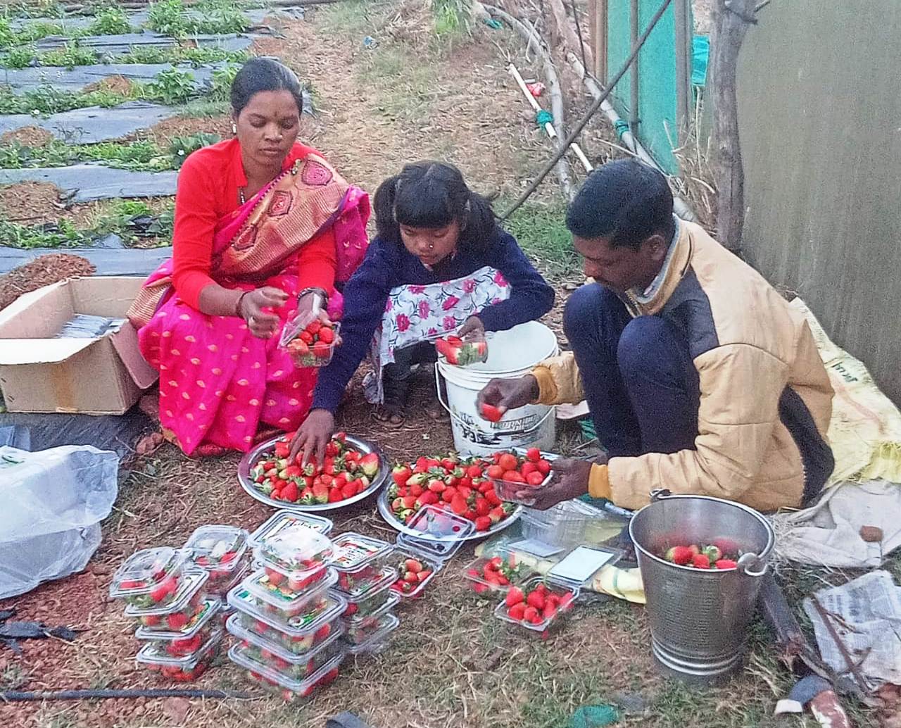 जशपुर अंचल में लोकप्रिय हो रही है स्ट्राबेरी की खेती