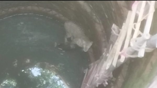 मुर्गी लेकर भाग रहा तेंदुआ 40 फिट गहरे कुएं में गिरा, वन विभाग जुटा रेस्क्यू अभियान में