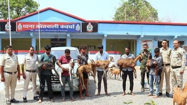 बकरी चोर गैंग का हुआ पर्दाफाश,मॉडिफाइड गाड़ी से चुराते और मटन दुकान में बेचने वाले 7 आरोपी गिरफ्तार