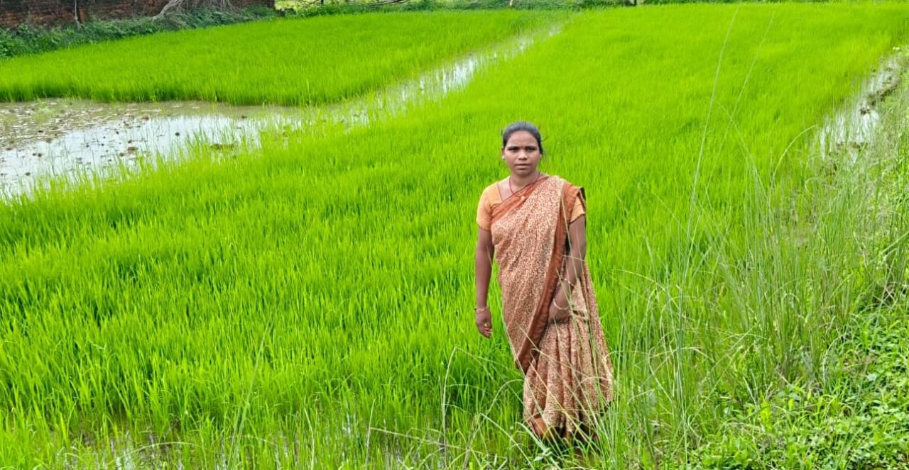 एमसीबी जिले में जीराफूल धान के खेत में काम करती महिला किसान