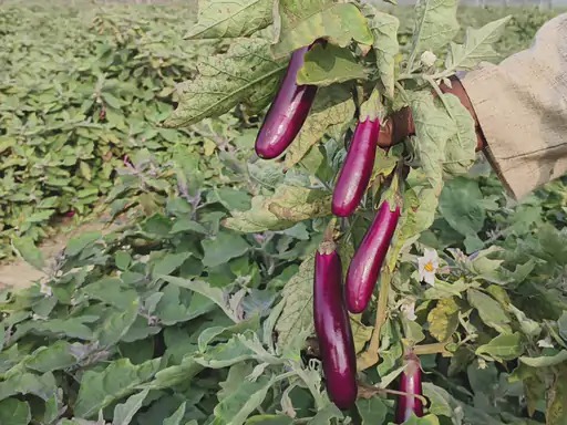 किसान की ग्राफ्टेड टमाटर और बैंगन की लहलहाती फसल